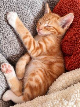 Scarlett -  Tabby Cat for Adoption in Santa Cruz, California - Scarlett | PetCurious