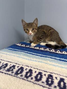 Koi -  Domestic Short Hair Cat for Adoption in Lovingston, Virginia - Koi | PetCurious