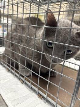 Domestic Short Hair Cats Available for Adoption in Las Vegas, Nevada - NINA 2 | PetCurious