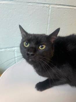Rescue Domestic Short Hair Cats for Adoption in Winchester, Virginia - Violet | PetCurious