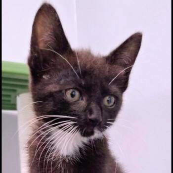 Beans -  Domestic Short Hair Cat for Adoption in Watertown, New York - Beans | PetCurious