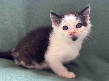 Domestic Short Hair Cats Available for Adoption in Rutherfordton, North Carolina - Bill | PetCurious