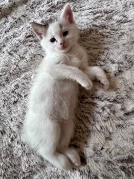 Kevin -  Domestic Short Hair Cat for Adoption in Fort Collins, Colorado - Kevin | PetCurious