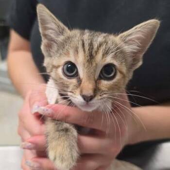 Domestic Short Hair Cats Available for Adoption in Fredericksburg, Virginia - Grapevine | PetCurious