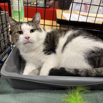 Rescue Domestic Short Hair Cats for Adoption in Gerrardstown, West Virginia - Macchia | PetCurious