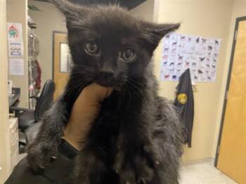 A609549 -  Domestic Short Hair Cat Available for Adoption in Modesto, California - A609549 | PetCurious