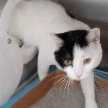 Toonces/RSAC073 -  Domestic Short Hair Cat for Adoption in Oak Park, Illinois - Toonces/RSAC073 | PetCurious