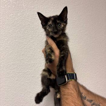 Star -  Domestic Short Hair Cat for Adoption in Fort Smith, Arkansas - Star | PetCurious