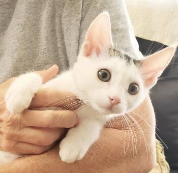 Ruffles -  Domestic Short Hair Cat for Adoption in Villa Park, California - Ruffles | PetCurious