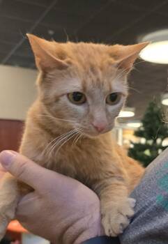 Domestic Short Hair Cats Available for Adoption in St. Cloud, Minnesota - Mango | PetCurious