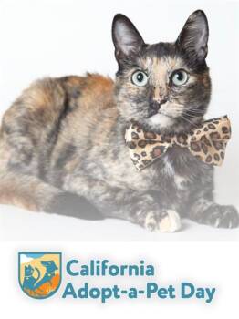 MAPLE -  Domestic Short Hair Cat Available for Adoption in South Lake Tahoe, California - MAPLE | PetCurious