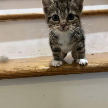 Domestic Short Hair Cats Available for Adoption in Ardsley, New York - Squeak | PetCurious