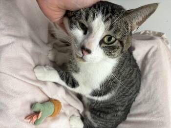 Domestic Short Hair Cats Available for Adoption in Mansfield, Connecticut - Mister | PetCurious