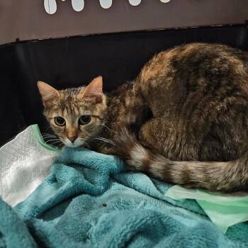 Disco -  Domestic Short Hair Cat for Adoption in Greensboro, North Carolina - Disco | PetCurious