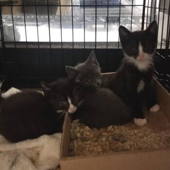 Mony -  Domestic Short Hair Cat for Adoption in Philadelphia, Pennsylvania - Mony | PetCurious