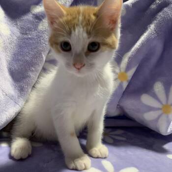 Rescue Domestic Short Hair Cats for Adoption in Roslyn Heights, New York - Jude | PetCurious