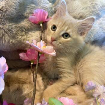 Peach Westie 56326 -  Domestic Long Hair Cat for Adoption in Eaton Rapids, Michigan - Peach Westie 56326 | PetCurious