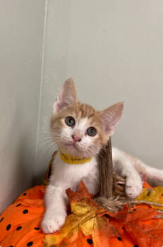 Rescue Domestic Short Hair Cats for Adoption in Picayune, Mississippi - Sweet Potato | PetCurious