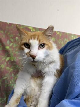 LION -  Domestic Long Hair Cat for Adoption in San Antonio, Texas - LION | PetCurious