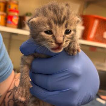 Domestic Short Hair Cats Available for Adoption - Holden | PetCurious