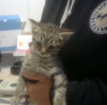 ARWEN -  Domestic Short Hair Cat for Adoption in Albuquerque, New Mexico - ARWEN | PetCurious