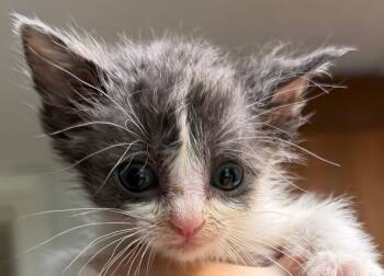 Domestic Short Hair Cats Available for Adoption in Bulverde, Texas - Maize | PetCurious