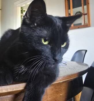 Domestic Short Hair Cats Available for Adoption in London, Ontario - Nessie 7 Mos | PetCurious