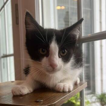 Hijinx -  Domestic Short Hair Cat for Adoption in Knoxville, Tennessee - Hijinx | PetCurious