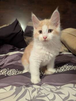 Domestic Medium Hair Cats Available for Adoption in Manhattan, Kansas - Jasper | PetCurious