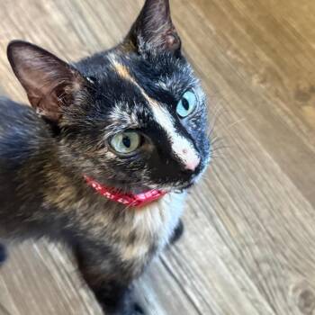 Found Goodhue MN (MizKiddy) -  Domestic Short Hair Cat for Adoption in Rochester, Minnesota - Found Goodhue MN (MizKiddy) | PetCurious