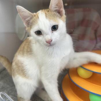 Vito -  Domestic Short Hair Cat for Adoption in Ojai, California - Vito | PetCurious