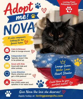 Nova -  Domestic Long Hair Cat for Adoption in Crocker, Missouri - Nova | PetCurious