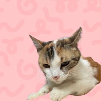 Sunshine -  Domestic Short Hair Cat for Adoption in Reno, Nevada - Sunshine | PetCurious