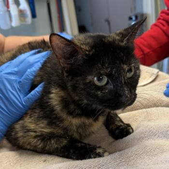 Mama Empress -  Domestic Short Hair Cat for Adoption in Mt. Juliet, Tennessee - Mama Empress | PetCurious