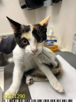 Rescue Domestic Short Hair Cats for Adoption in West Palm Beach, Florida - SUMMER | PetCurious