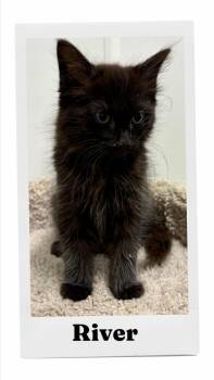 River -  Domestic Short Hair Cat for Adoption in Caistor Centre, Ontario - River | PetCurious