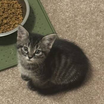 Rescue Domestic Short Hair Cats for Adoption in Spring Hill, Kansas - Winnie | PetCurious