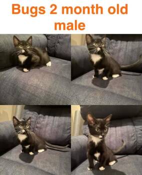 Bugs -  Domestic Short Hair Cat for Adoption in Mustang, Oklahoma - Bugs | PetCurious