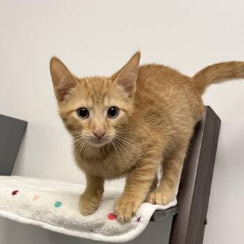 Marco -  Domestic Short Hair Cat for Adoption in West Palm Beach, Florida - Marco | PetCurious
