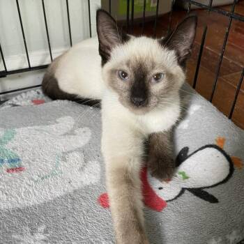 Sinker26 -  Siamese Cat for Adoption in Youngsville, North Carolina - Sinker26 | PetCurious