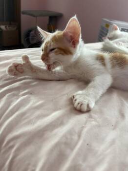 Oakley -  Domestic Short Hair and Extra Toes Cat Hemingway Polydactyl Cat for Adoption in St. Peters, Missouri - Oakley | PetCurious