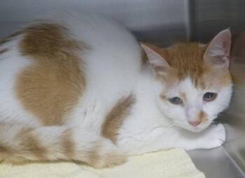 Domestic Short Hair Cats Available for Adoption in Lafayette, Louisiana - Shelby | PetCurious