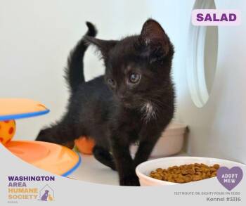 Salad -  Domestic Short Hair Cat for Adoption in Eighty Four, Pennsylvania - Salad | PetCurious
