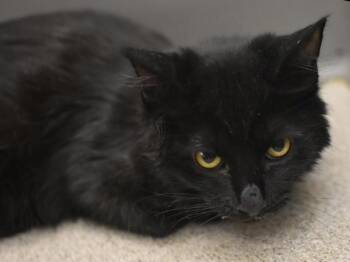 Lambda -  Domestic Medium Hair Cat for Adoption in Portland, Oregon - Lambda | PetCurious