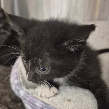 Domestic Long Hair Cats Available for Adoption in Kingman, Kansas - Adele | PetCurious