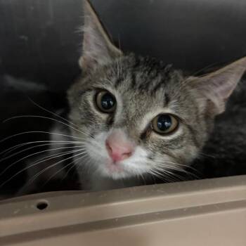 Limoncello -  Domestic Short Hair Cat for Adoption in Lakeland, Florida - Limoncello | PetCurious
