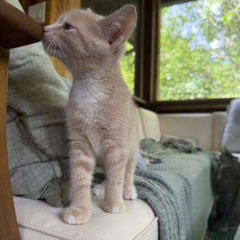Potato -  Domestic Short Hair Cat for Adoption in Fishers, Indiana - Potato | PetCurious