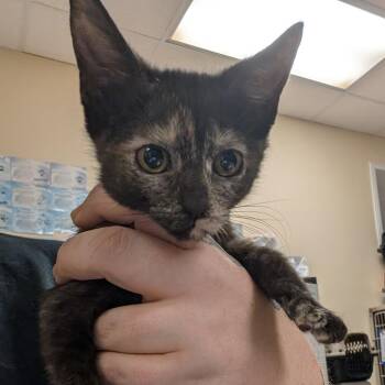 Concrete Mixer -  Domestic Short Hair Cat for Adoption in Titusville, Florida - Concrete Mixer | PetCurious