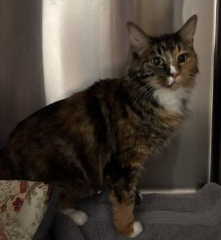 Calico and Domestic Long Hair Cats Available for Adoption in Vallejo, California - Rosey ( BC) | PetCurious