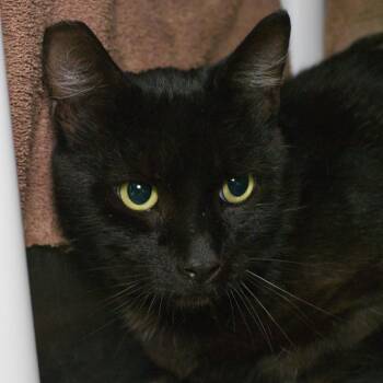 Sinclair -  Domestic Short Hair Cat for Adoption in Seattle, Washington - Sinclair | PetCurious